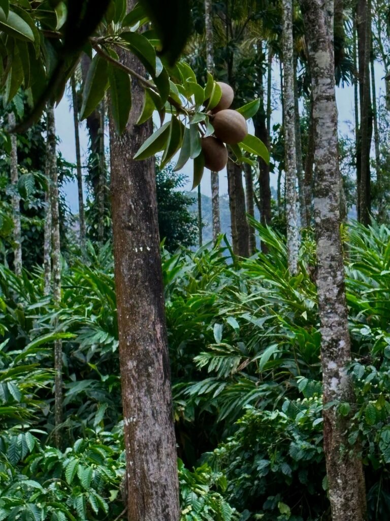 Thekkady Jungle tracking