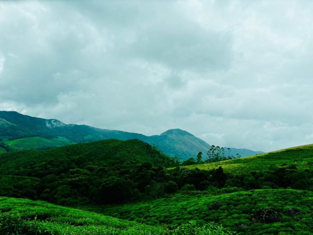Tea Garden, Munnar, Kerala